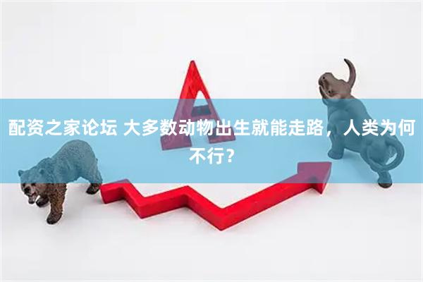 配资之家论坛 大多数动物出生就能走路，人类为何不行？